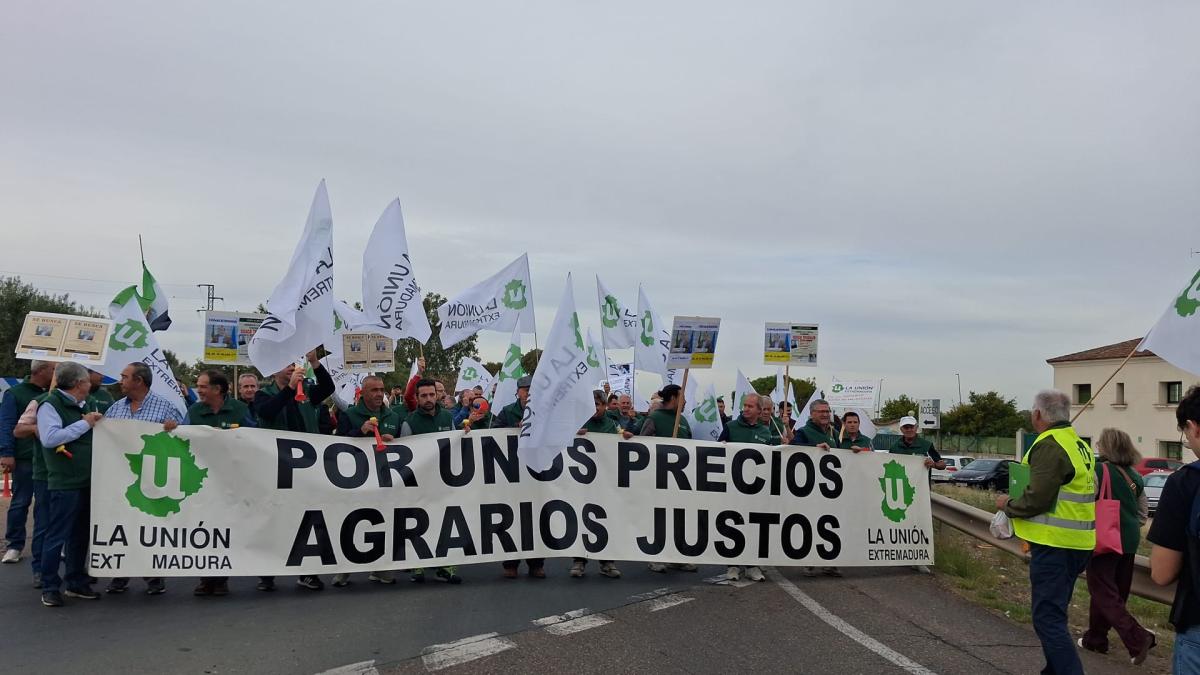 Más de 250 agricultores exigen a la Junta un Decreto-ley con ayudas a la aceituna de mesa