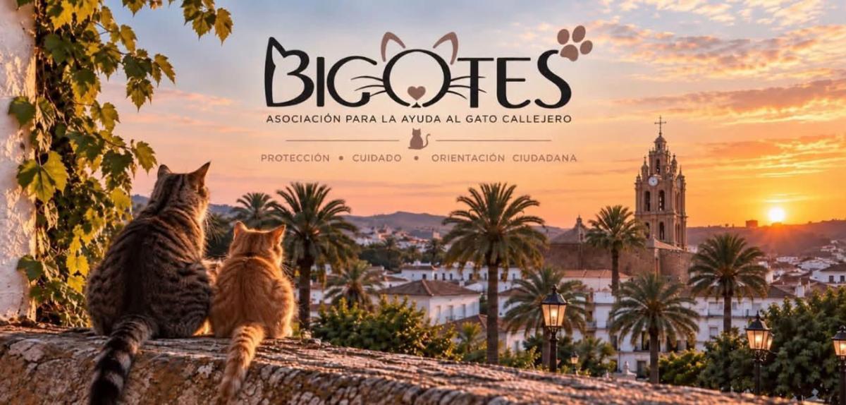 Nace la asociación ‘Bigotes’ para proteger a los gatos callejeros