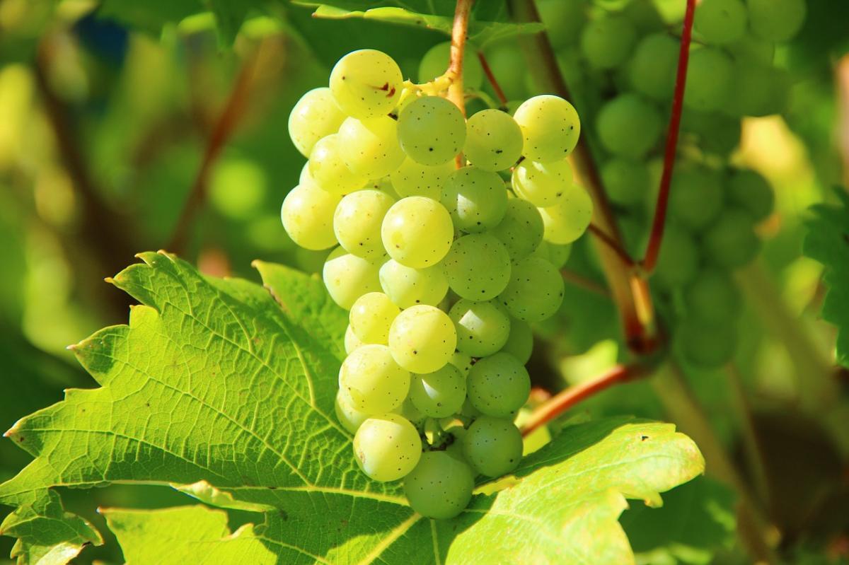 Unión de Uniones espera un buen comportamiento de los precios de la uva esta vendimia