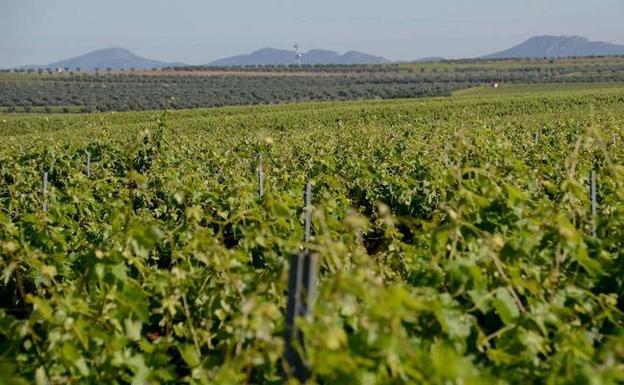 La Unión Extremadura considera un agravio las ayudas al sector vitivinícola a Cataluña