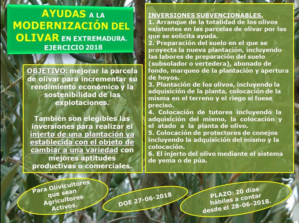 El DOE publica la convocatoria de ayudas a la modernización del olivar para el ejercicio 2018