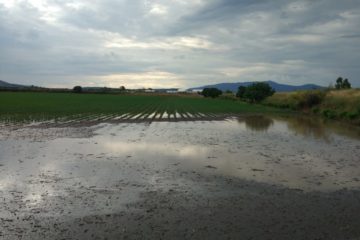 La Unión Extremadura exige ayudas directas para los agricultores afectados por las tormentas 