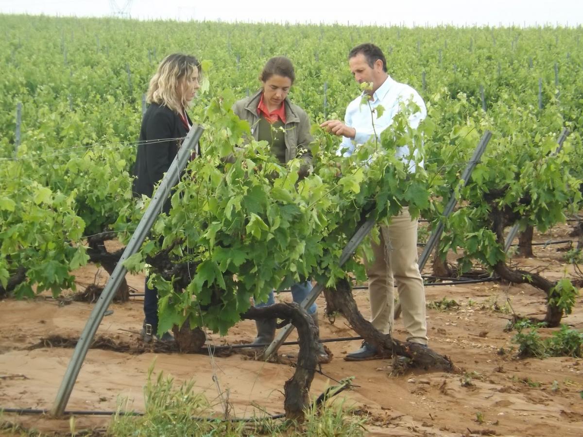 5.000 hectáreas de vid y olivo han sido afectadas por las tormentas en la comarca