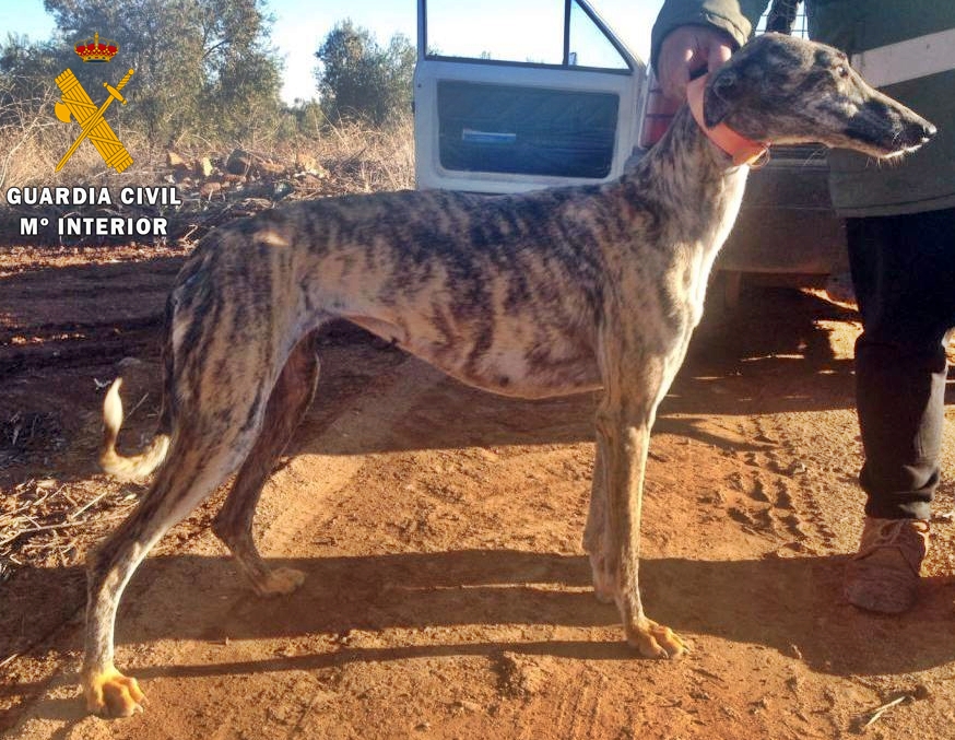 Dos cazadores denuncian el robo de sus perros para evitar el delito de furtivismo