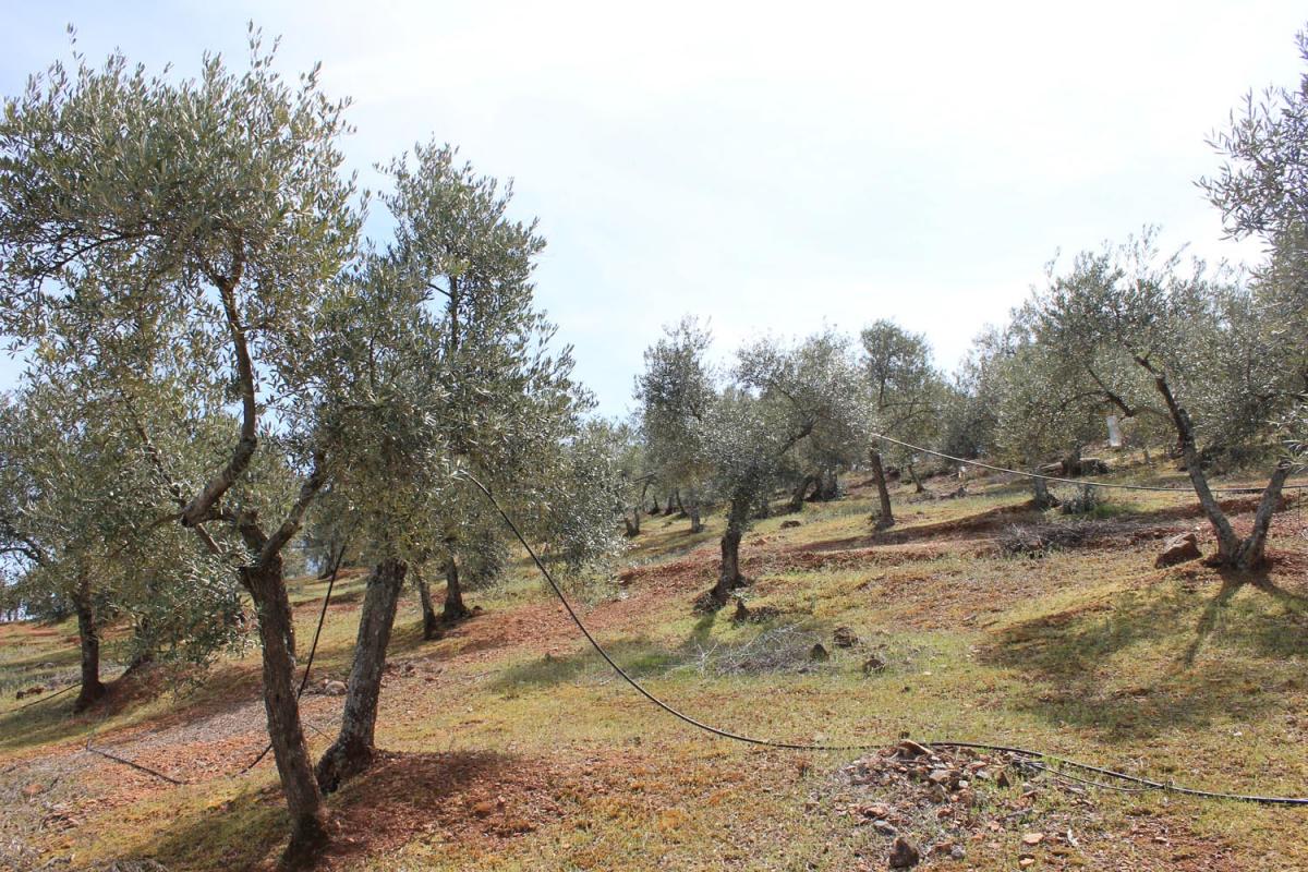 La Unión afirma que los productores de olivar perderán 6,8 millones en ayudas