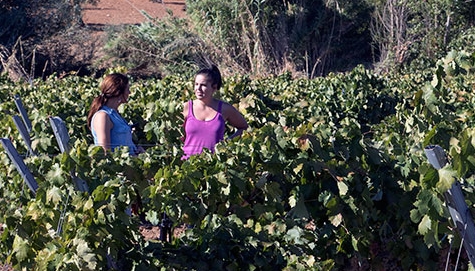 UPA-UCE pide una mesa que reúna al sector de la uva