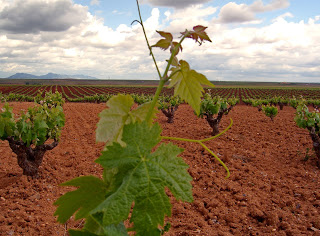 La Unión mantiene que el sector del vino pierde 22,5 millones de euros