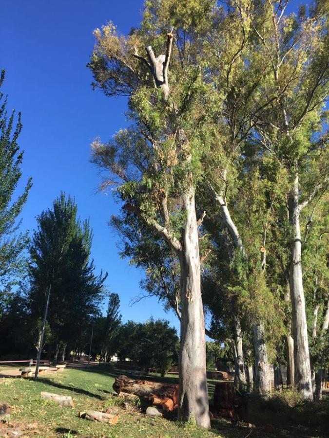 La poda de eucaliptos en el parque de Las Mercedes responde a criterios técnicos