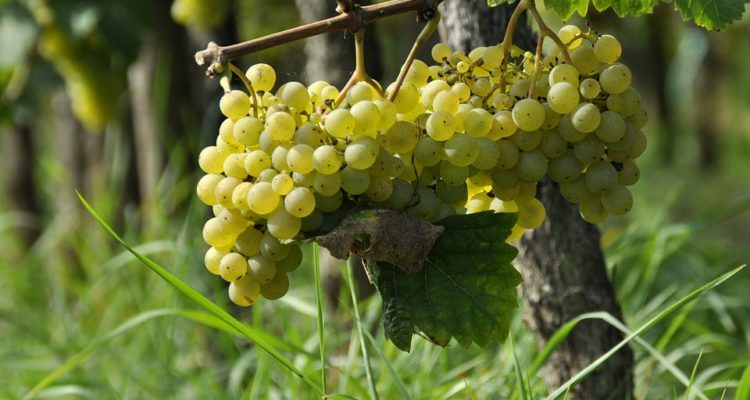 La Unión de Extremadura denunciará la limitación de la extensión de viñedo