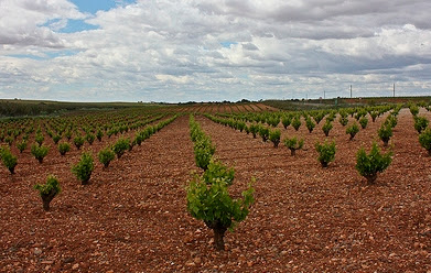 La cosecha de uva finaliza “con una merma de un 30 por ciento”