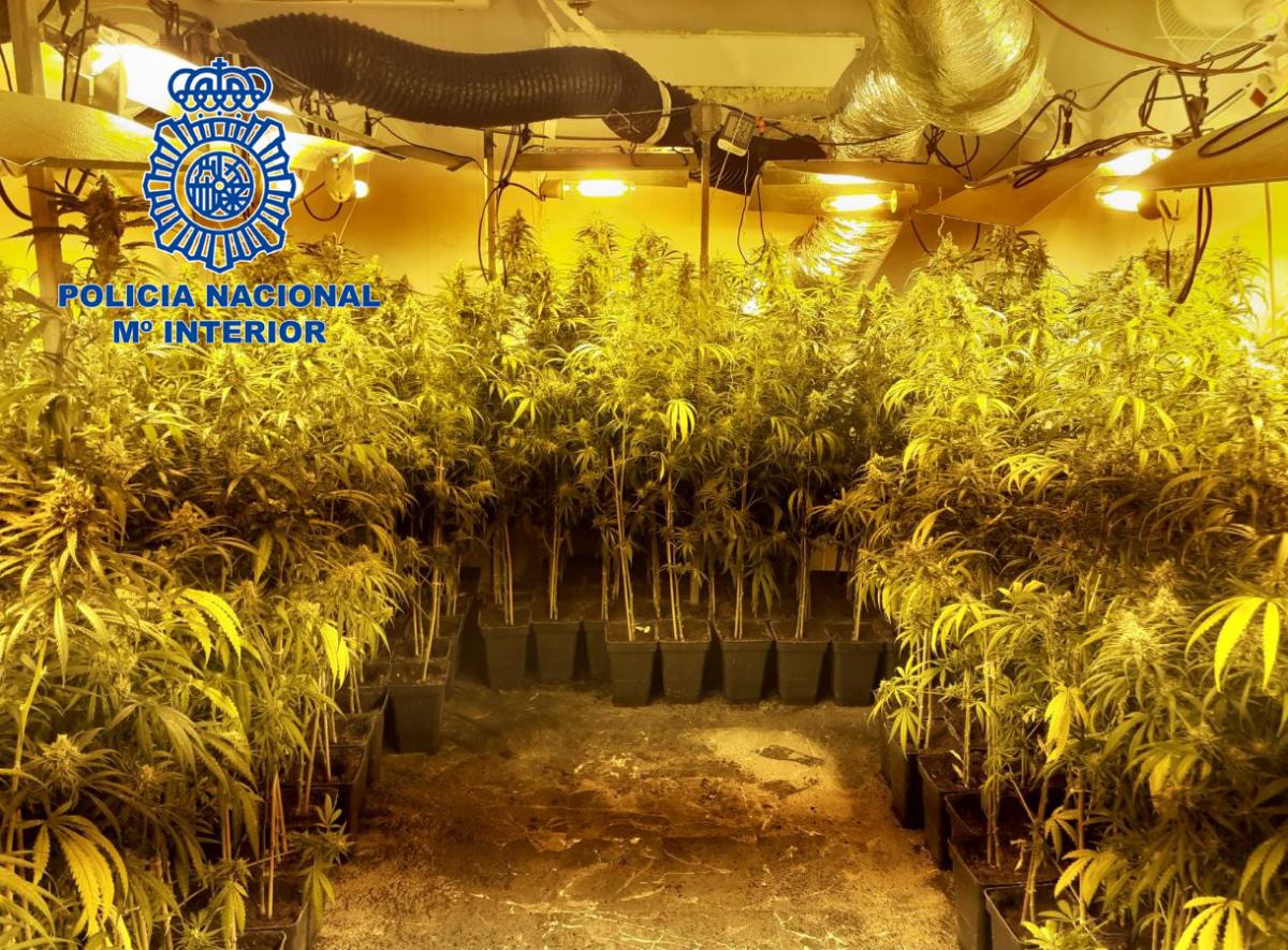 La Policía Nacional detiene a una pareja que tenía una plantación “indoor” en una vivienda