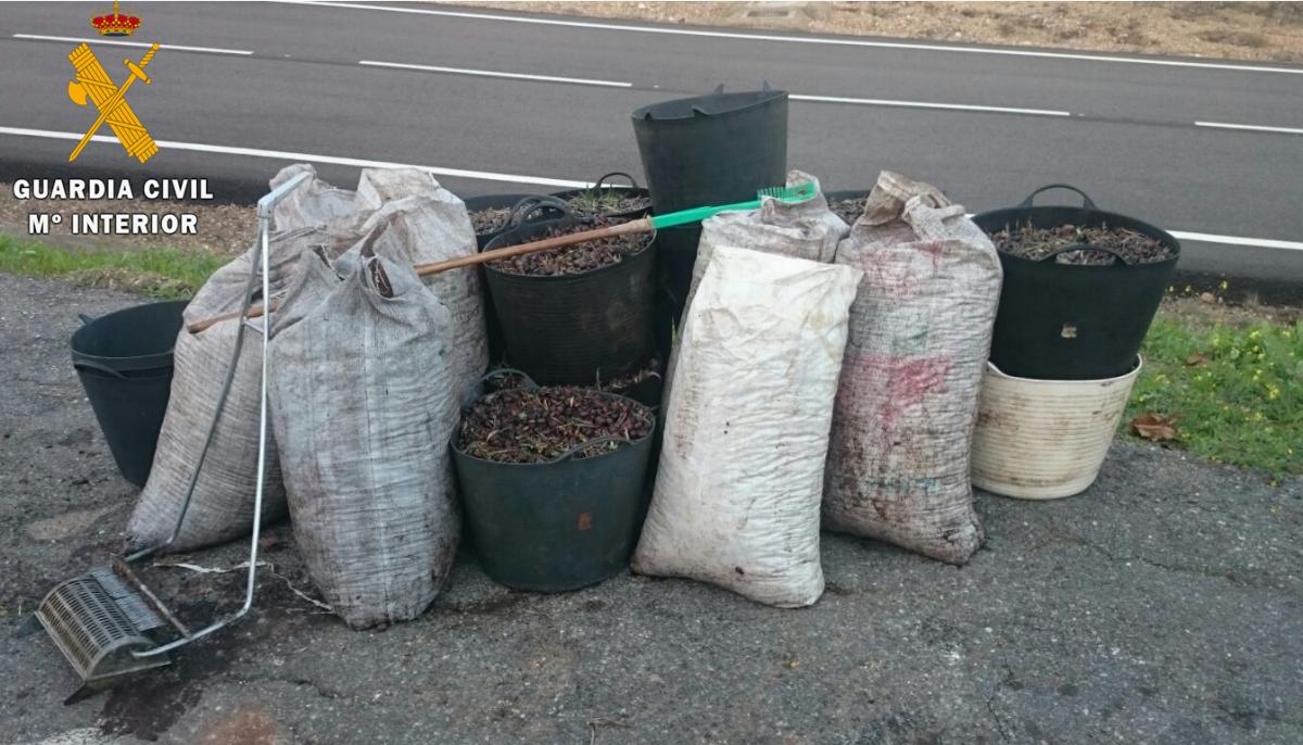 Abren diligencias a cinco vecinos de Almendralejo tras sustraer 1.300 kilos de aceituna