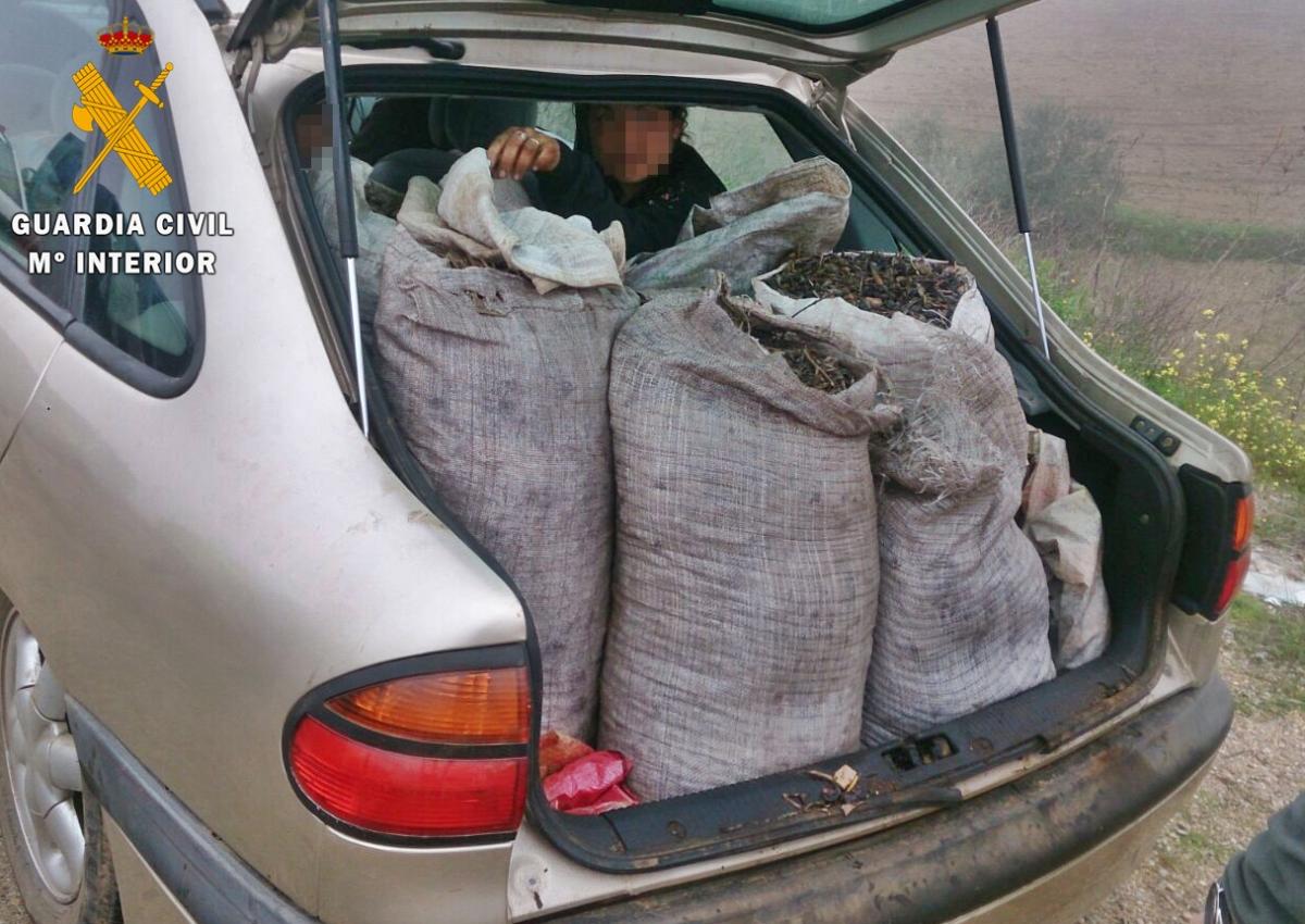 Abren diligencias a 15 vecinos de Almendralejo y Villafranca que transportaban 3.000 kilos de aceitunas