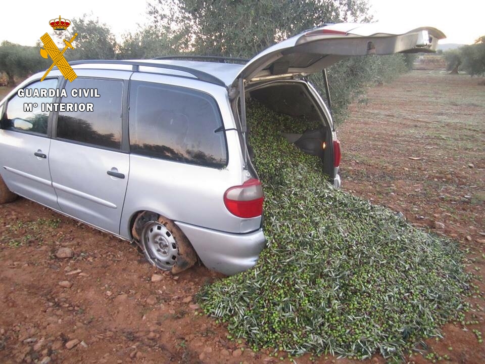 Sorprendidos con más de 1.600 Kilos de aceitunas sustraídas en una finca de Fuente de Cantos