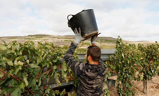 Los viticultores reclaman que no se fijen precios de la uva por debajo de los costes