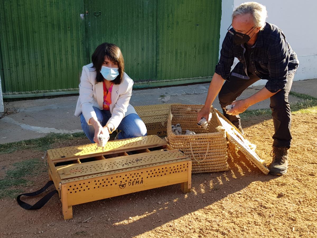 Un proyecto de recuperación de poblaciones de primillas transporta pollos de Dema a Aragón