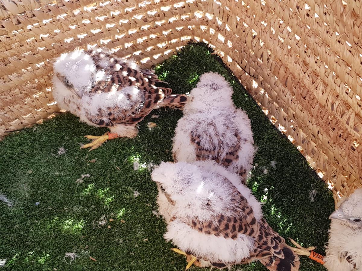 Un proyecto de recuperación de poblaciones de primillas transporta pollos de Dema a Aragón