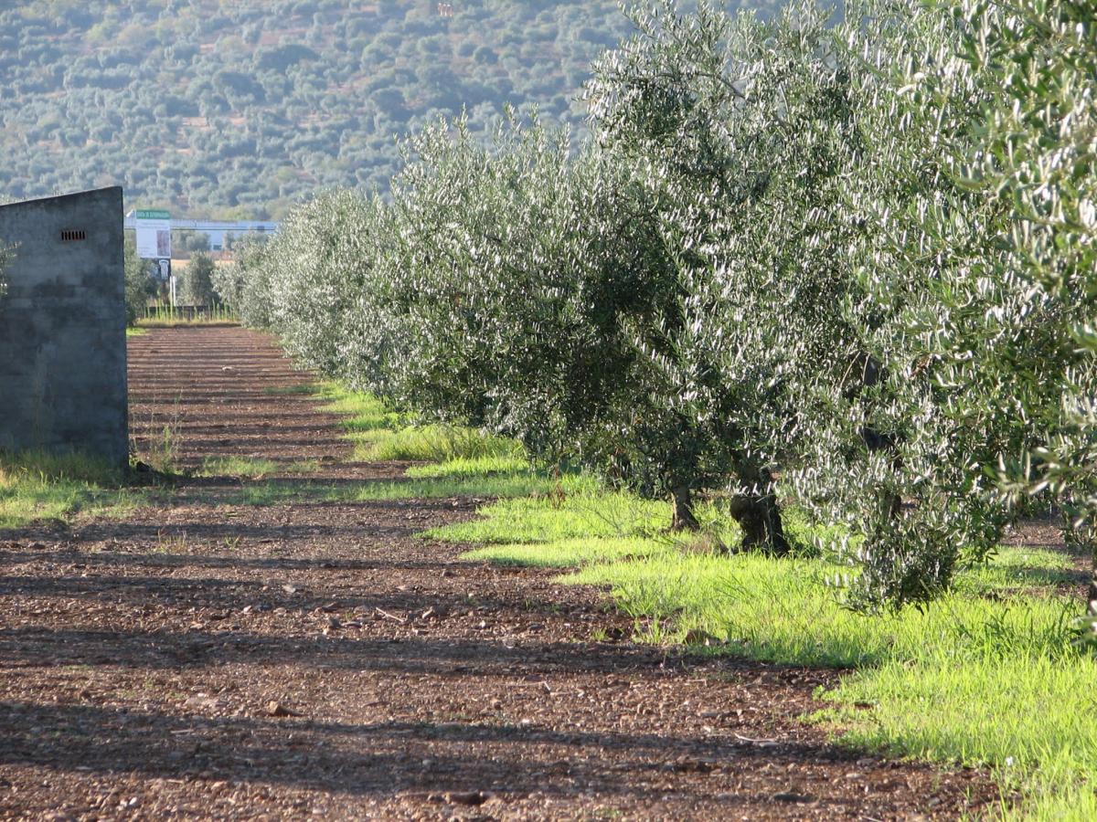 UPA-UCE alerta de la caída de más del 70 por ciento en la producción de aceituna de mesa por la climatología 