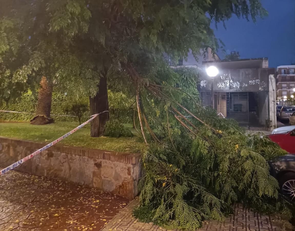 El temporal provoca la caída de cornisas y ramas de árboles en la ciudad