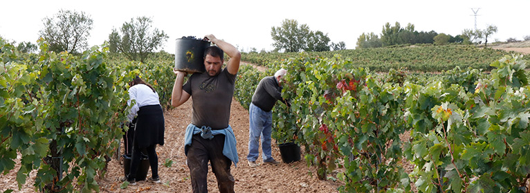 Recordarán a las organizaciones agrarias la conveniencia de registrar a los temporeros