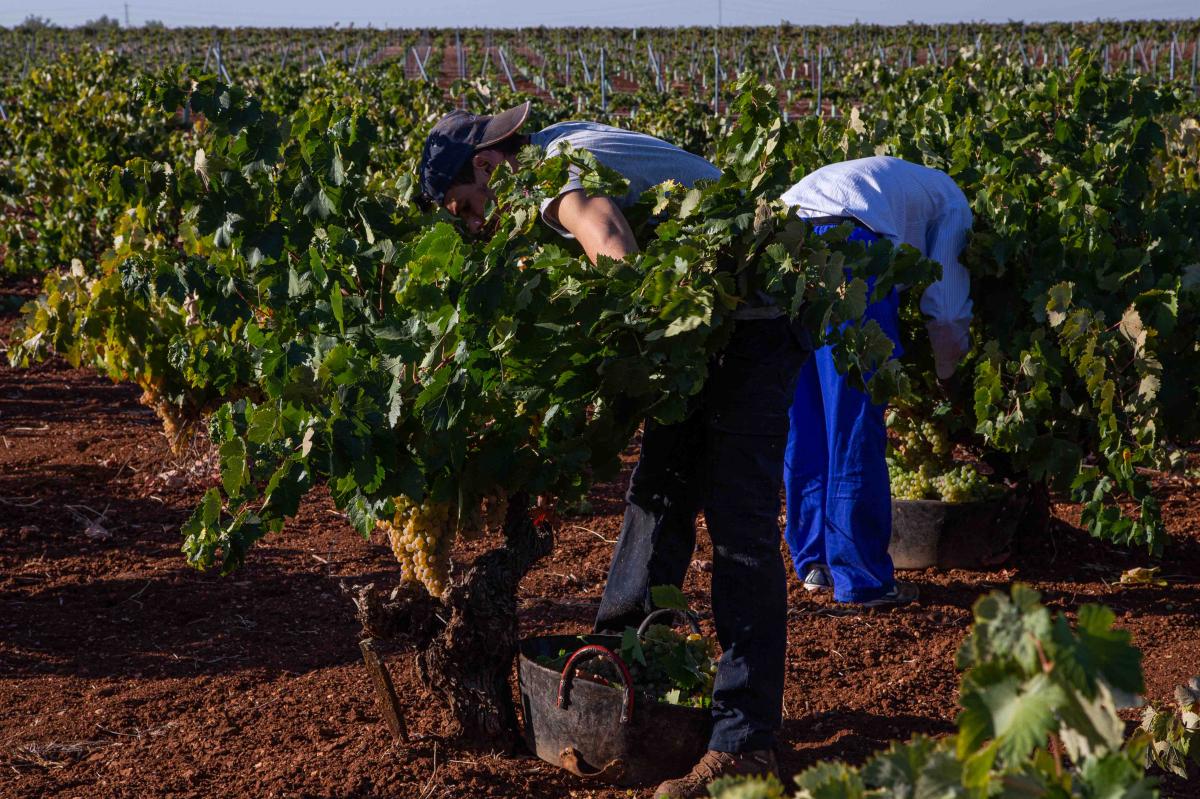 Las bodegas de la D.O. Ribera del Guadiana certifican 13 millones de kilos de uva
