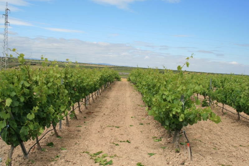La comunidad de labradores pide que las liquidaciones de uva  reflejen las ventas de vinos 