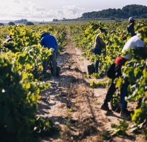 El cava cierra una “excelente vendimia” cosechando 300 millones de kilos de uvas
