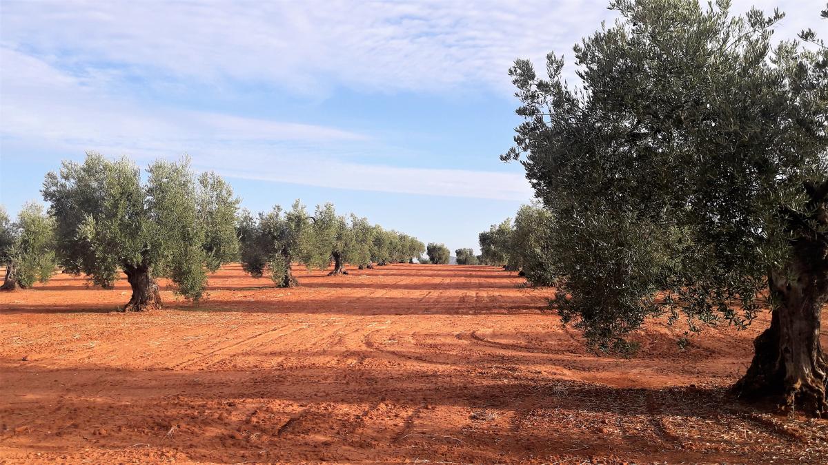 La Comunidad de Labradores de Almendralejo estima que intermediarios e industria pagaron por la aceituna de verdeo un 20% menos de los costes de producción