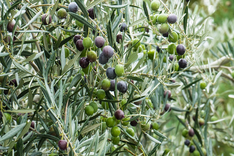 La Comunidad de Labradores y Ganaderos de Almendralejo exige el cumplimiento de la ley en la campaña de aceituna de molino para evitar el fraude del verdeo