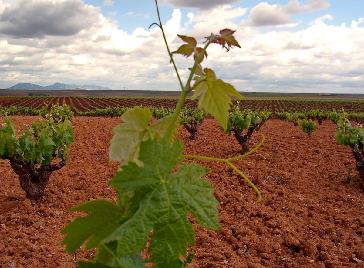 La Junta de Extremadura está a la espera de que hagan público el número de hectáreas de plantación de nuevos viñedos