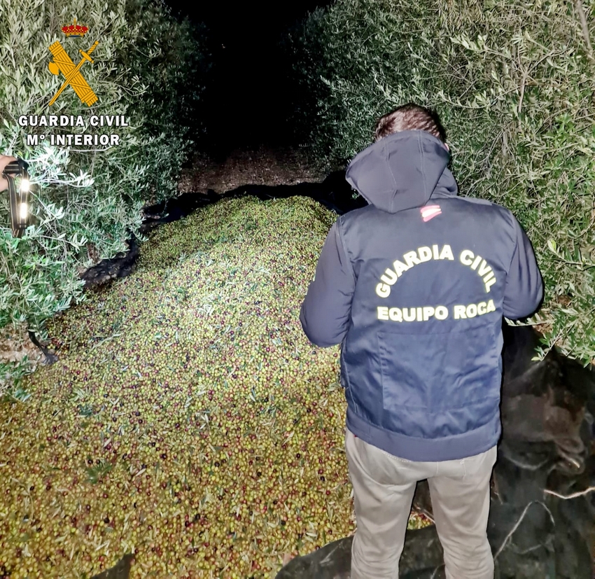 Investigados dos vecinos de Almendralejo por la sustracción de más de 16.000 kilos de aceitunas