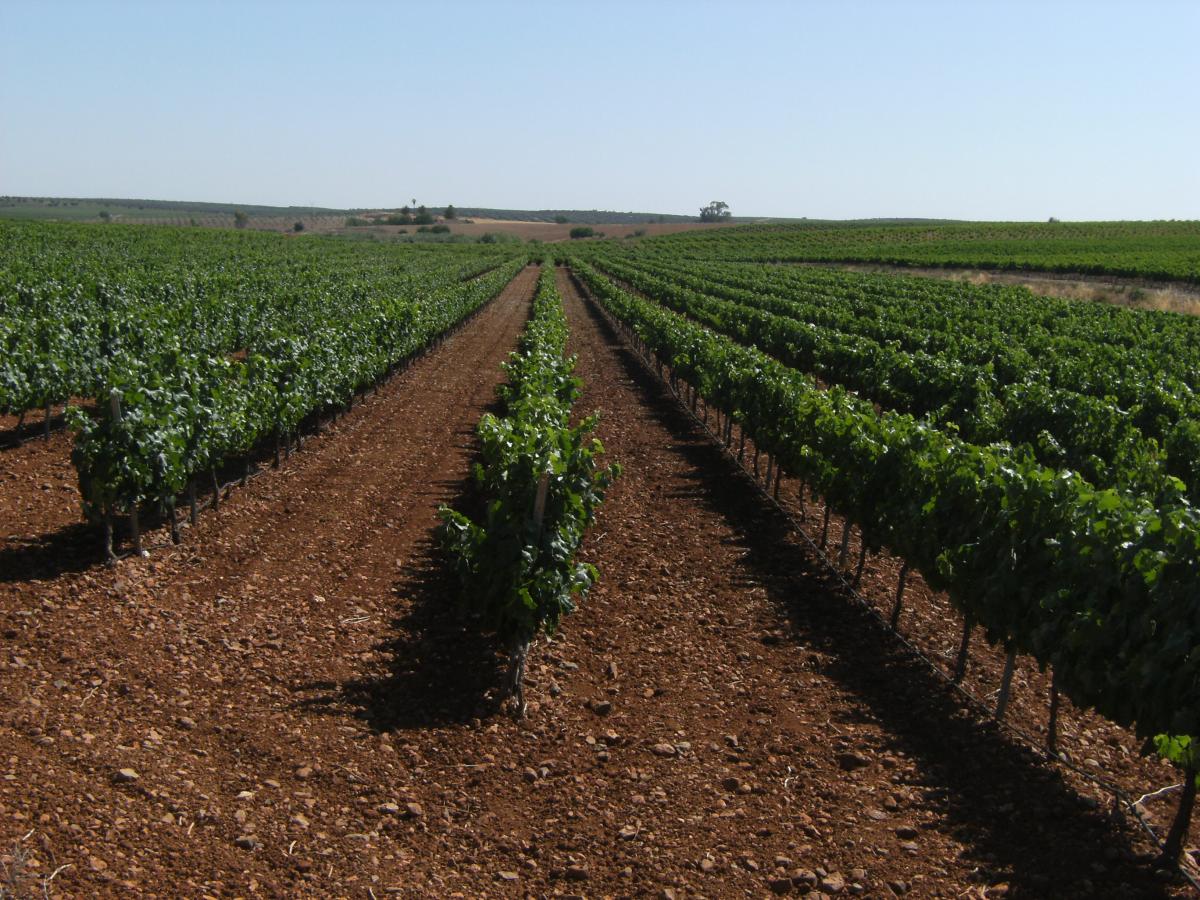 Ribera del Guadiana convoca el primer concurso de poda en viñedo