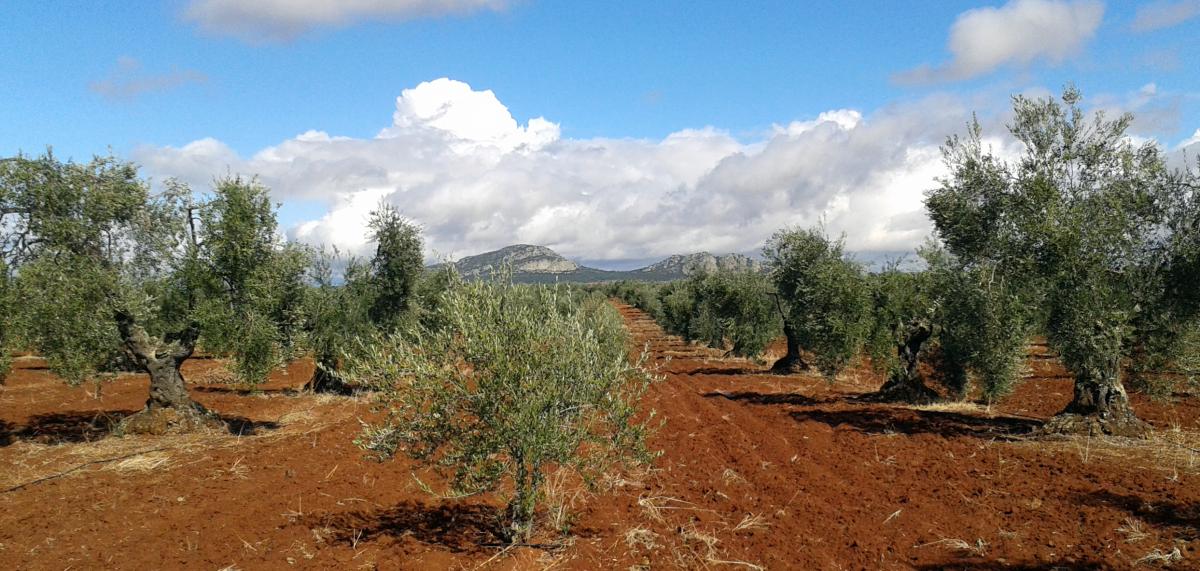 La CLYGAL llama a participar en la tractorada por “los elevados costes de los insumos”