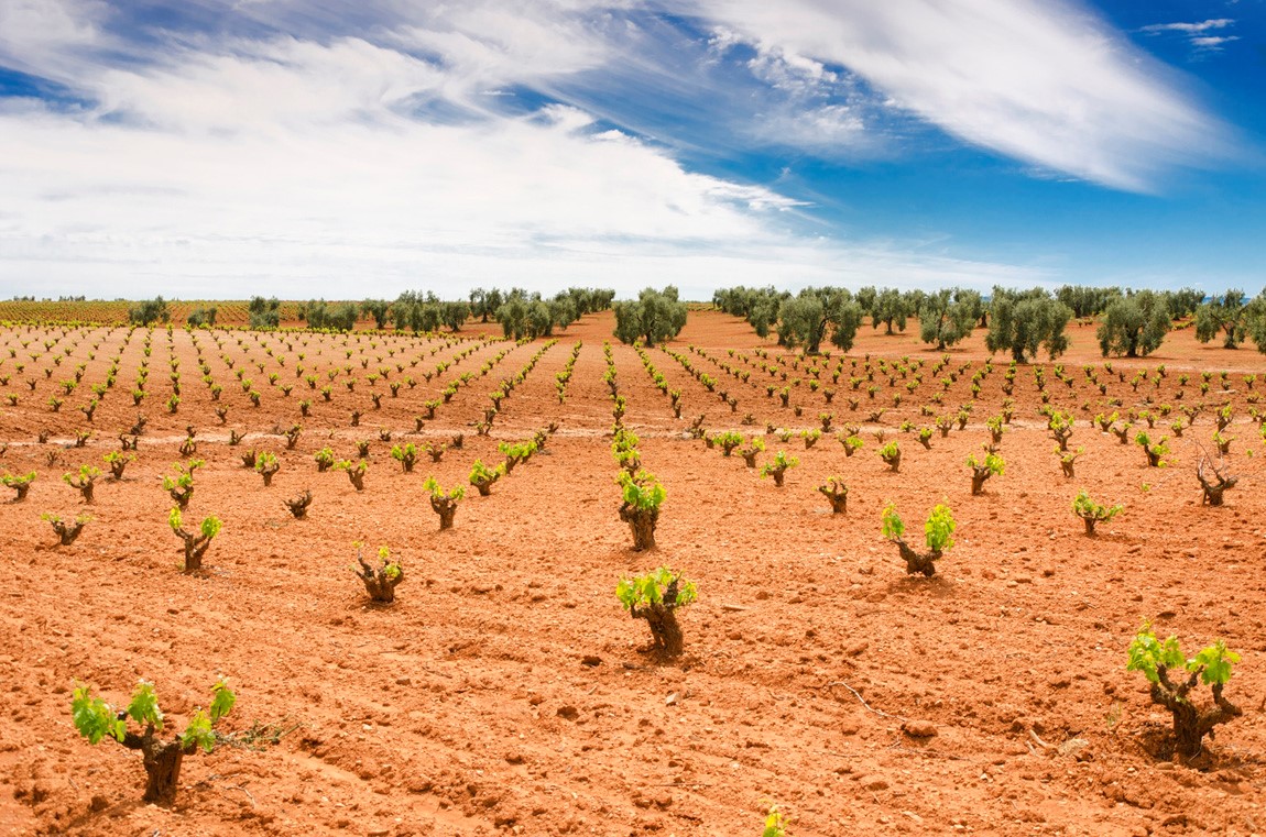Agricultura abona 1,9 millones de euros para reestructuración y reconversión del viñedo