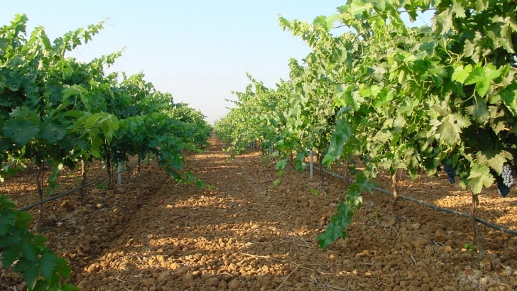 UPA-UCE reclama que se publiquen los costes de producción de la uva