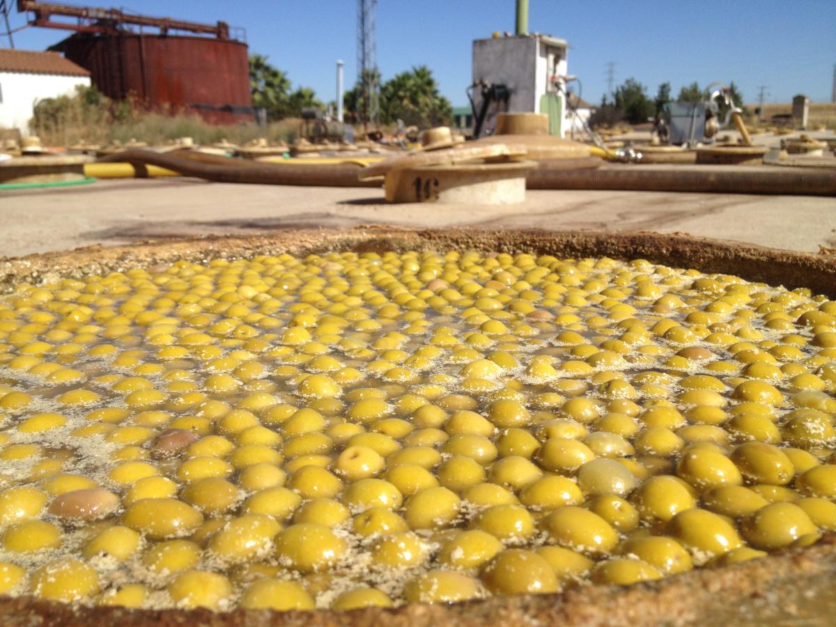 Logran la identidad de la aceituna extremeña con la manzanilla sevillana 