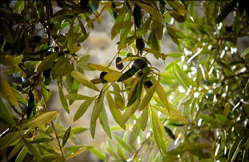 UPA UCE alerta de que las altas temperaturas están lastrando al olivar