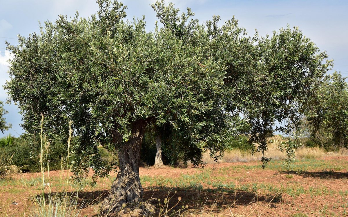 APAG Extremadura Asaja prevé “la peor cosecha de la historia” en aceituna 