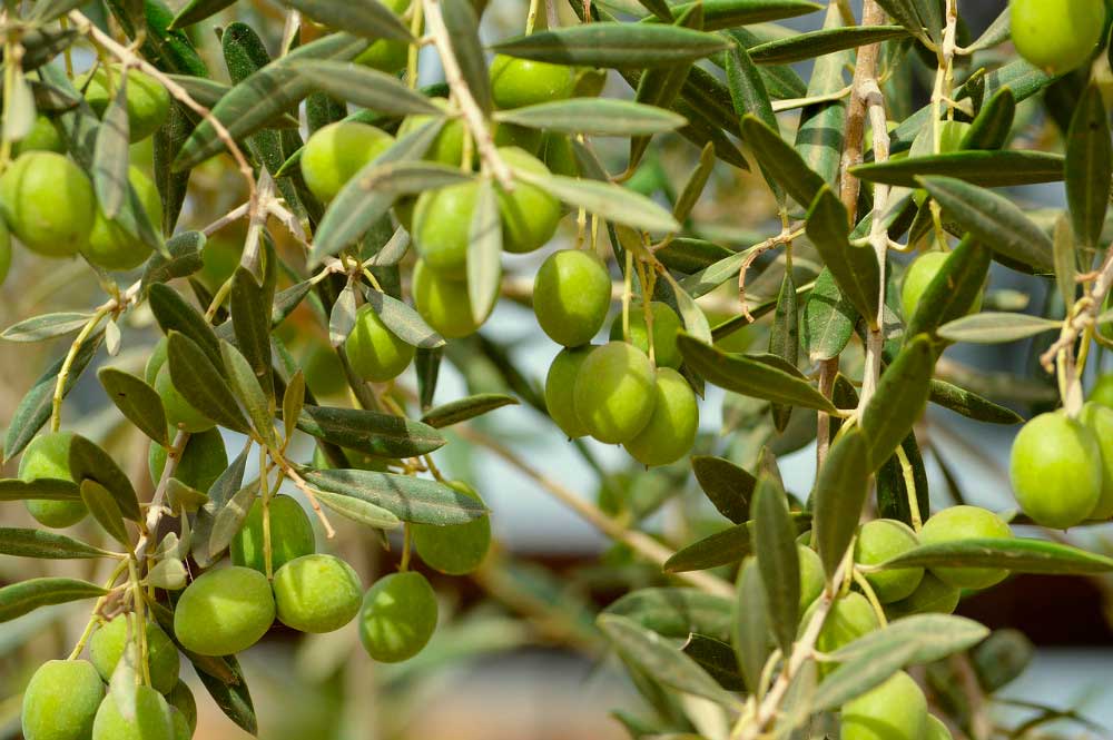 La Unión Extremadura convoca un paro en la recogida de aceitunas este lunes