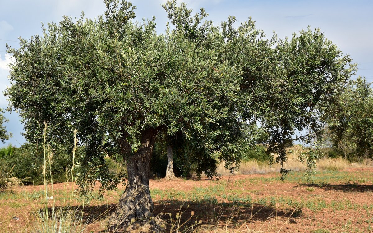 APAG Extremadura Asaja solicita ayudas para el cerdo ibérico, el olivar o la viña