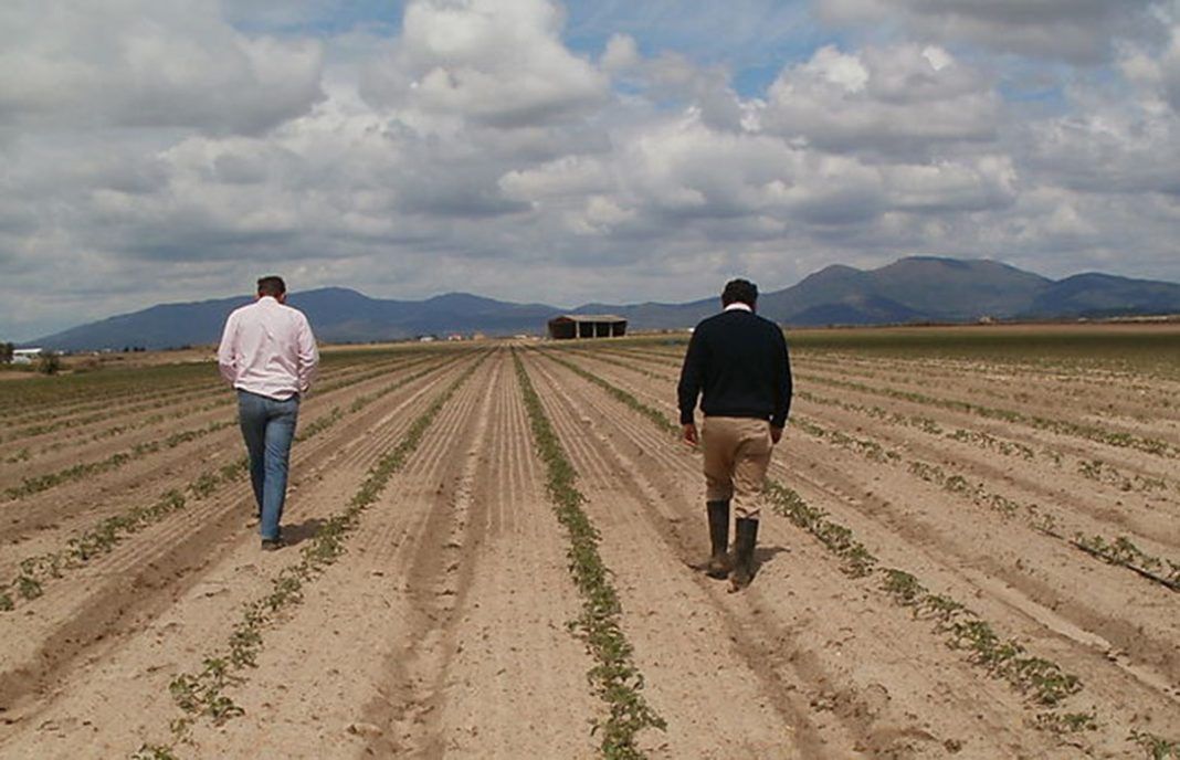 UPA lanza una herramienta para que los agricultores sepan cuánto percibirán en la PAC 