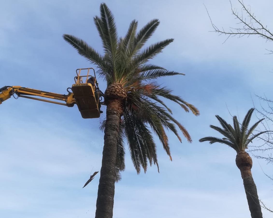 Realizan trabajos de poda en las palmeras de la ciudad para evitar incidentes