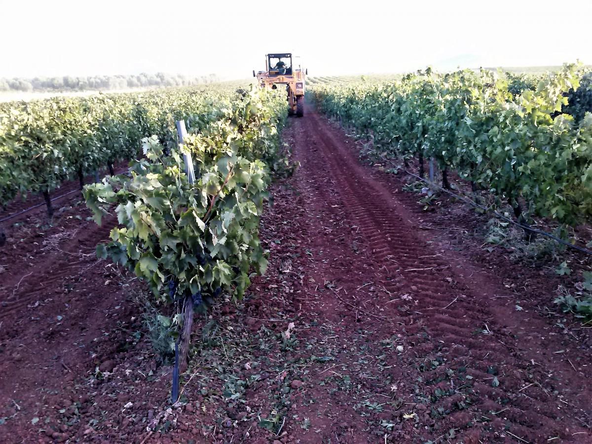 La CLYGAL reclama apoyo para el sector vitivinícola extremeño