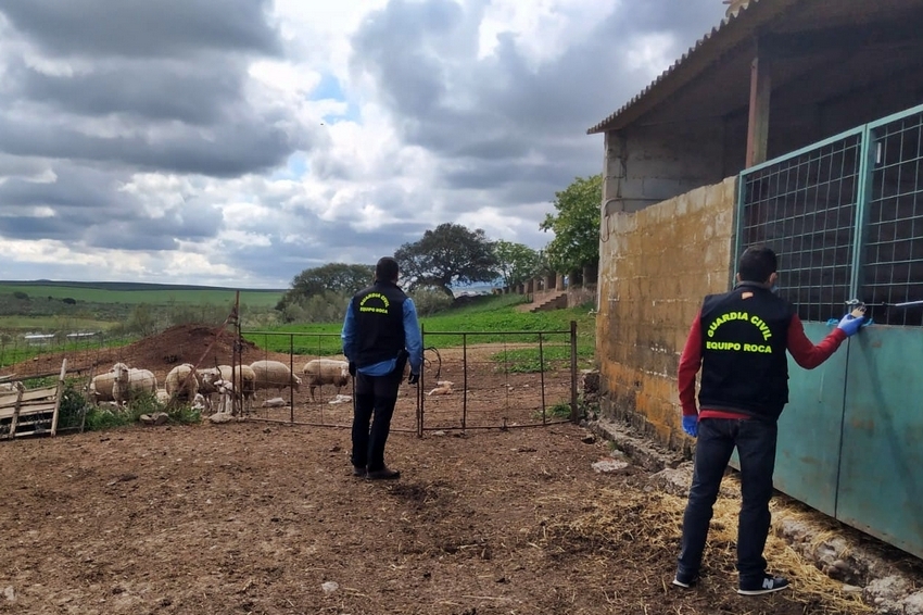 Detienen a un vecino de Almendralejo por la sustracción de 27 cabezas de ganado